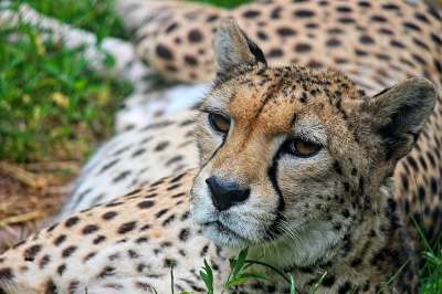 猎豹 关闭 捕食者 大猫 野生动物 非洲 猫 头部图 速度记录