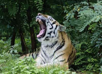 老虎 荒野 捕食者 自然 野猫 食肉动物 动物 猫 丛林
