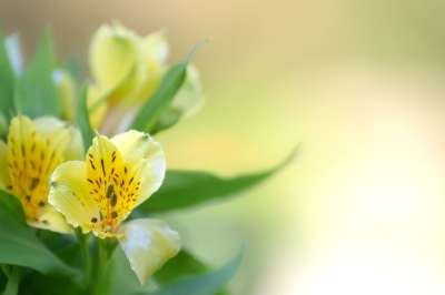 花 表皮 兰花 开花 盛开 春天 植物 花园