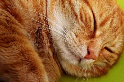 猫 鲭鱼 拍照 肖像 乐趣 红色的 大花猫 小猫 红猫 虎猫