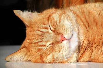 猫 动物 家畜 家猫 野生动物 猫眼 毛皮 鲭鱼 微红
