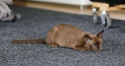 猫 家猫 缅甸语 家畜 小猫