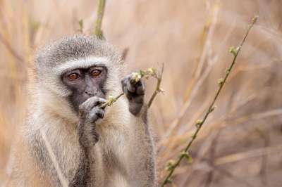 绿色海猫 Ceropithecus Aethiops 猿 苹果浏览器