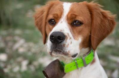 狗 宠物 动物 布列塔尼 西班牙猎犬 国内的 犬类 哺乳动物