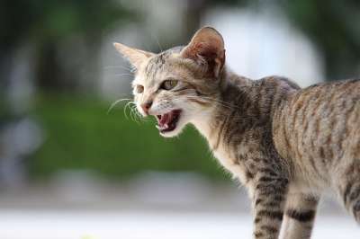 可爱的 宠物 动物 有趣的 小猫 猫 喵