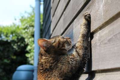 猫 抓挠 太阳 宠物 划痕 爪子 猫科动物