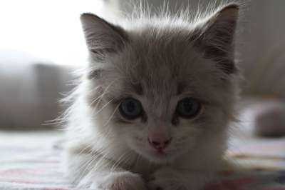 猫 小猫 猫科动物