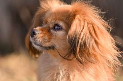 狗 哺乳动物 宠物 犬类 动物 毛皮 品种 西藏猎犬