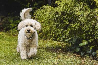 狗 贵宾犬 草地 哺乳动物 草 国内动物 户外 宠物 犬类
