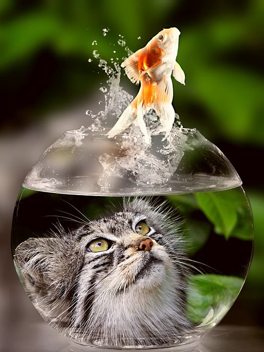 猫 脸 金鱼 玻璃 关闭 看法 眼睛 肖像 野生动物 动物