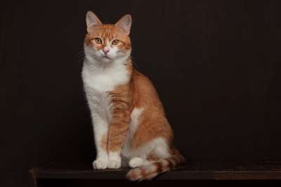 猫 肖像 虎斑猫 橙色虎斑 宠物 猫科动物 哺乳动物 动物