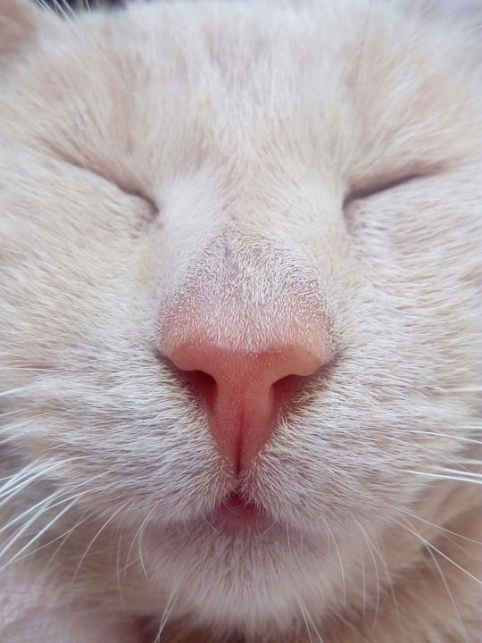 猫 白色的 宠物 动物 小猫 狮子 捕食者 睡觉 肖像 眼睛