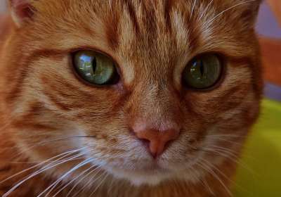 猫 鲭鱼 肖像 乐趣 红色的 大花猫 小猫 红猫 虎猫 家猫