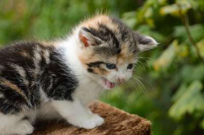 小猫 猫 猫科动物 可爱 动物 毛皮 哺乳动物 毛茸茸 青年