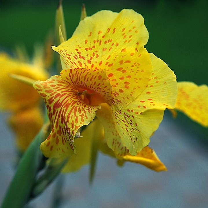 观音 美人蕉花 黄色 Kiat 开花 傲气 特写 性质 植物群
