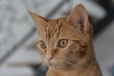 猫 猫科动物 晶须 胡同猫 动物 肖像 提鲁猫 欧洲猫