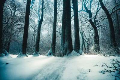 生成的Ai 森林 冬天 雪 树木 景观 自然 幻想 季节 户外