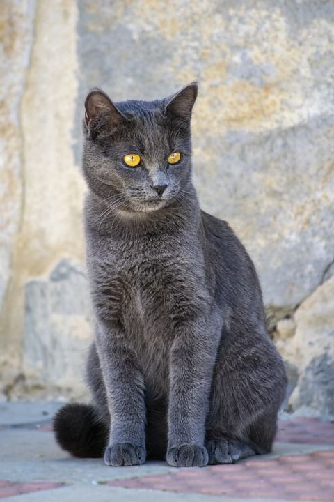猫 宠物 猫科动物 肖像 猫的眼睛 灰猫 猫画像 基蒂 国内的
