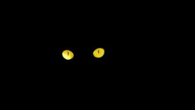 黑猫 眼睛 猫眼