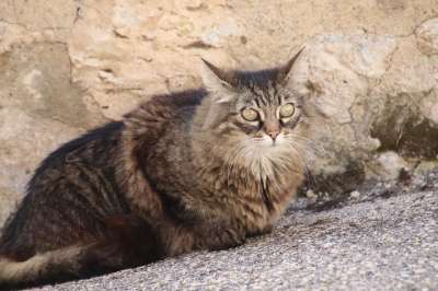 猫 猫科动物 宠物 可爱 哺乳动物 毛皮 肖像 眼睛 小胡子