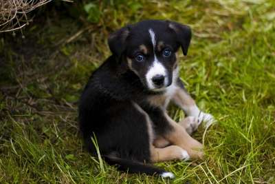 小狗 狗 可爱的 犬类 宠物 花园