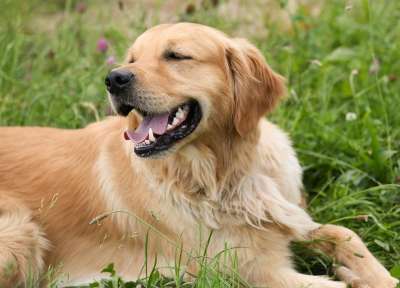 狗 金毛猎犬 说谎 户外 草 家畜 快乐的 乐趣