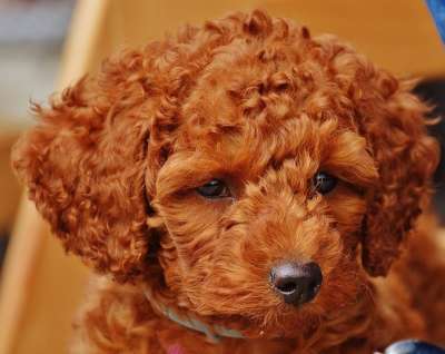 狗 贵宾犬 幼兽 小狗 毛皮 卷发 可爱的