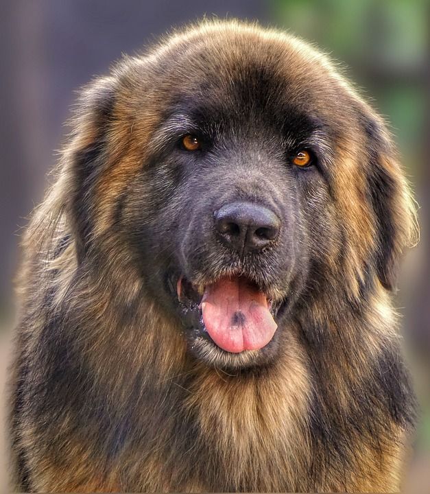 狗 动物 Leonberger 朋友 棕色的狗