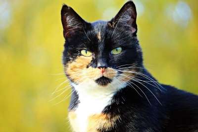猫 三色 幸运猫 家猫 落下 秋叶