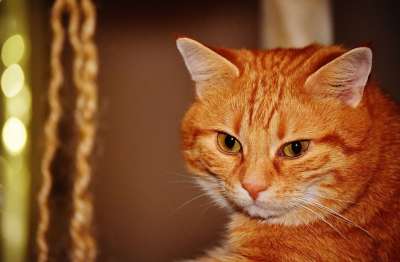 猫 宿醉 红色的 乐趣 可爱的 鲭鱼 老虎 舒适 动物 家猫