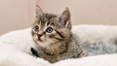 小猫 猫宝宝 小的 可爱的 甜的 宠物 国内的猫 猫 年轻的动物