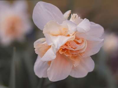 水仙花 双花的水仙花 春天的花朵 花 自然 花园 植物 开花
