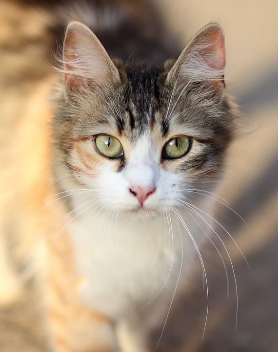 那只猫 猫似的 有色 动物 看 美丽