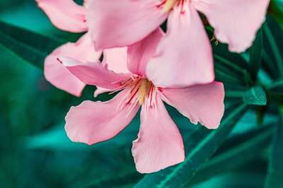 花 夹竹桃 花园 夏天 自然 植物群 植物学 花瓣 特写