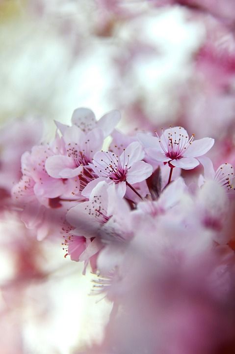 花朵 春天 季节性 自然 春天的花朵 枝杈 花园 花瓣 绽放