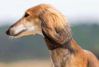 狗 灵缇犬 家畜 动物 肖像 波斯猎犬 狗肖像 关闭