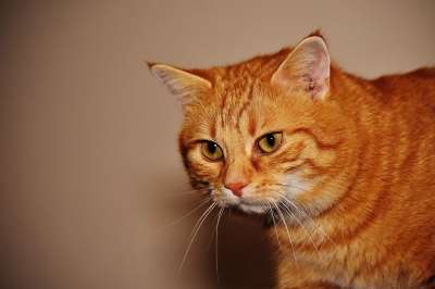 猫 宿醉 红色的 乐趣 可爱的 鲭鱼 老虎 舒适 动物 家猫