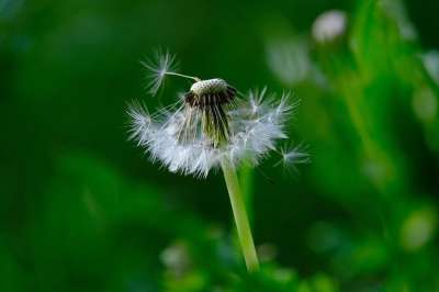 蒲公英 种子 自然 花 野花 尖花 春天 风
