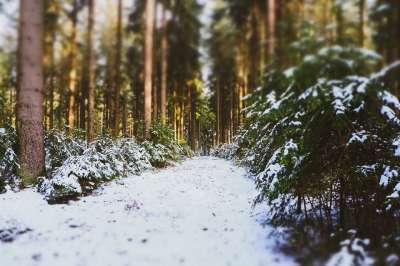 森林 树木 雪 白色的 冬天 寒冷的 自然 小路 景观 针叶树