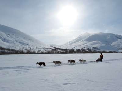 狗 莱卡 赫斯基 种族 雪橇 狗雪橇比赛 人类的朋友 冬季 雪