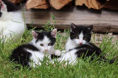 小猫 猫 年轻 家畜 后代