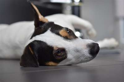 狗 杰克罗素 可爱 动物 梗犬 杰克 罗素
