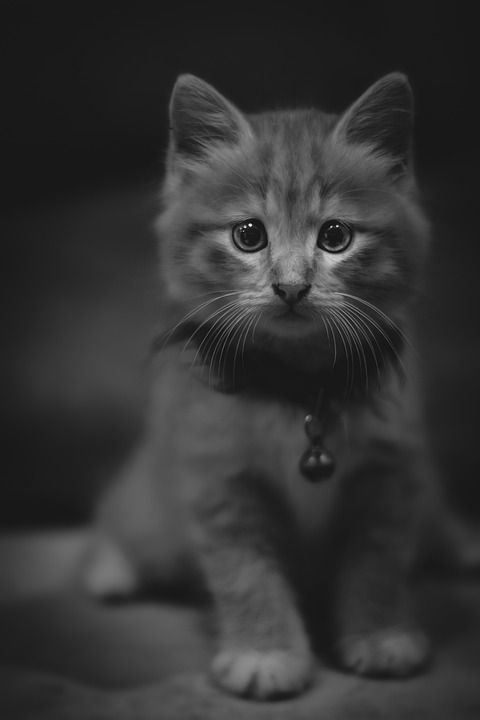 猫 小猫 宠物 动物 可爱的 猫科动物 眼睛 基蒂 俏皮的