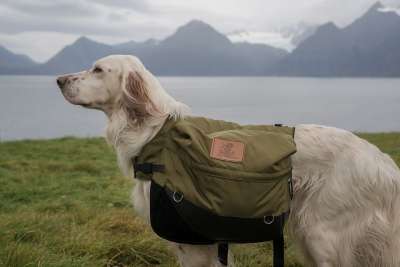 狗 莱卡 石南花 背包 狗蹄 英语二传手 工作犬 峡湾 山