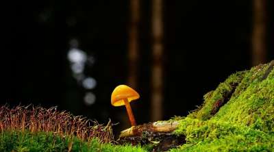 蘑菇 小蘑菇 苔藓 森林 森林地面 木耳 光盘真菌