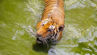 老虎 动物 动物园 大猫 条纹 猫科动物 哺乳动物 野生动物