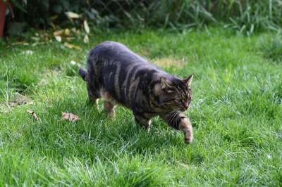 猫 老虎 动物 虎猫 可爱的 年轻的猫 野生动物 爪子