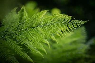 蕨类 蕨叶 叶子 自然 植物 森林 蕨类 植物 植物 植物