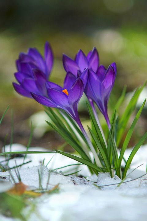 番红花 花 雪 开花 紫色 春天