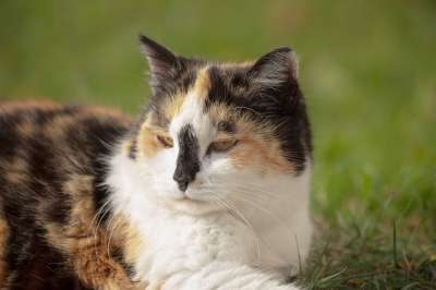 猫 宠物 动物 印花布猫 国内的猫 猫科动物 哺乳动物 可爱的